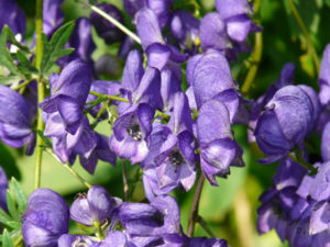 Blauer_Eisenhut