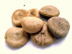 Nux_vomica