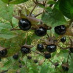 belladonna