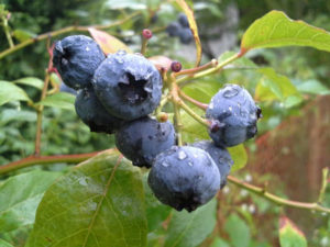 Heidelbeeren