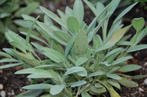 Salbei
