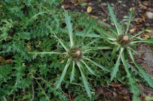 Distel