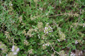 Thymian