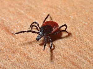 Borreliose